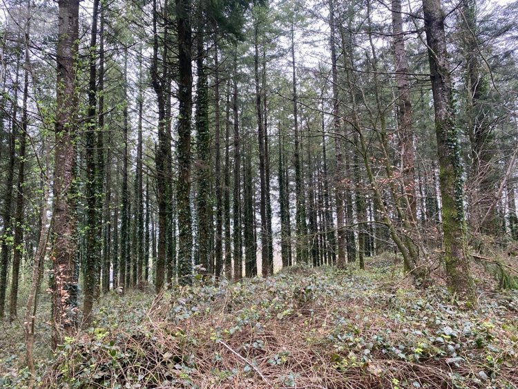 Terrains de loisirs bois etangs a vendre Champ-du-Boult 14380 Calvados 36976 m2  56710 euros