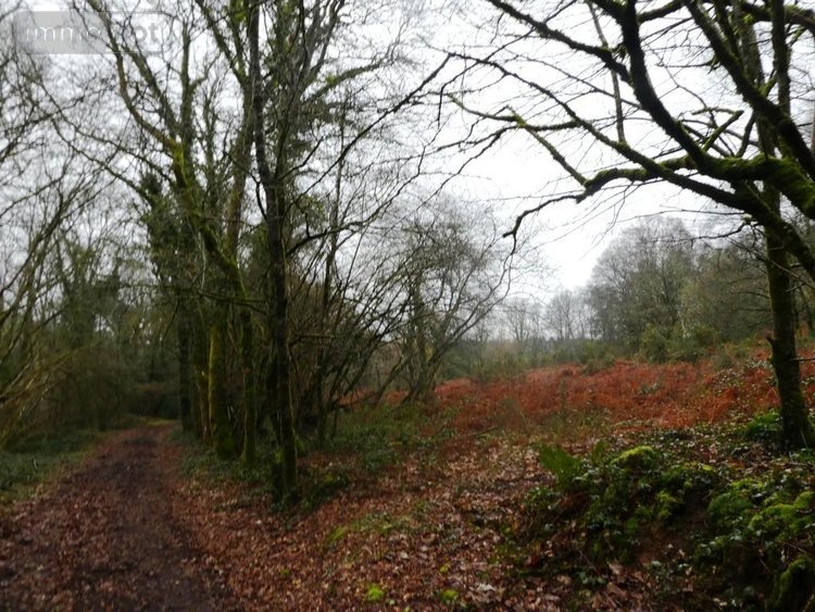 Terrains de loisirs bois etangs a vendre Saint-Tugdual 56540 Morbihan 13922 m2  10600 euros