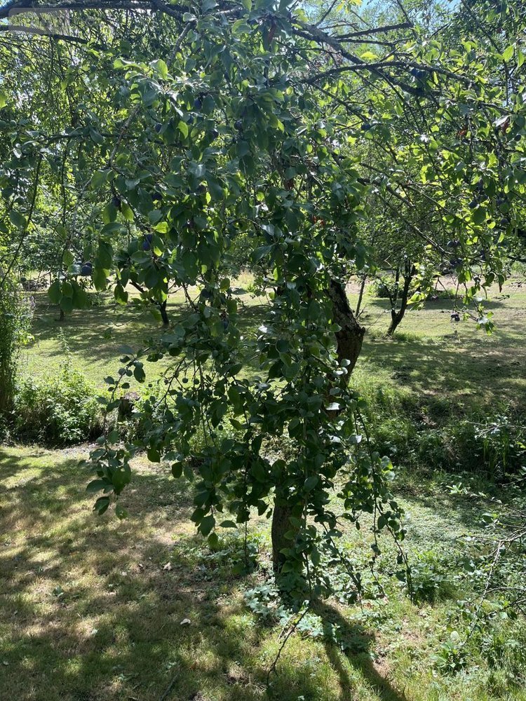 Terrains de loisirs bois etangs a vendre Parçay-sur-Vienne 37220 Indre-et-Loire 7760 m2  23600 euros