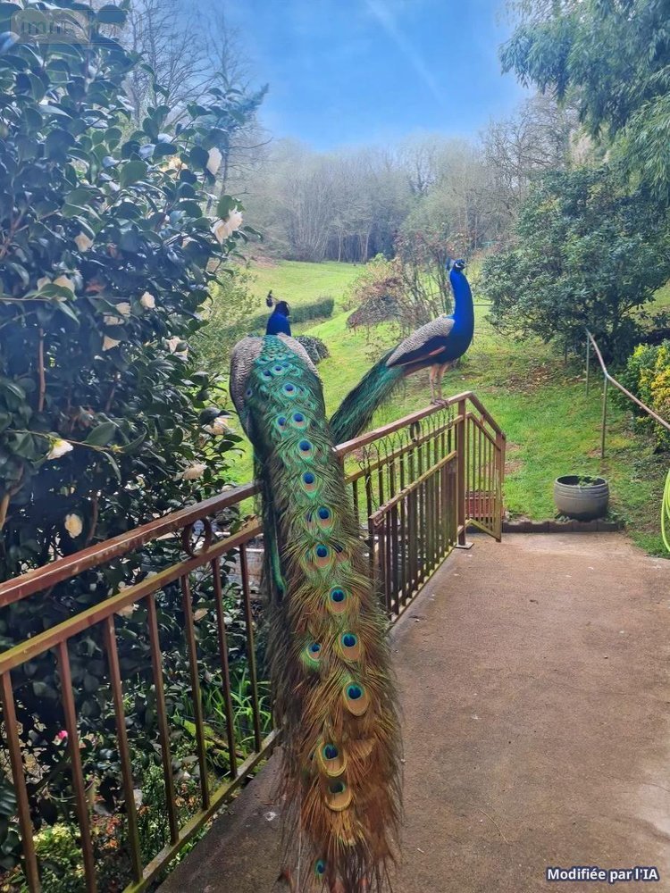 Maison a vendre Rohan 56580 Morbihan 338 m2 14 pièces 586540 euros