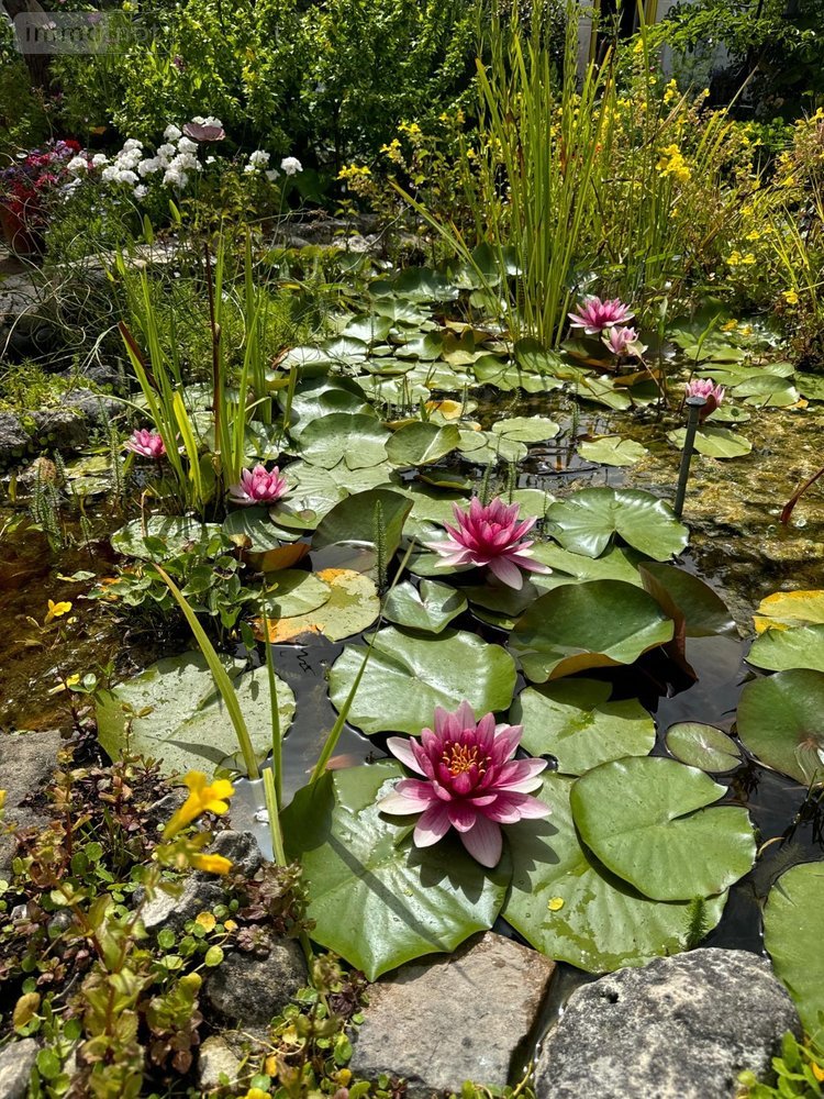 Maison a vendre Fouras 17450 Charente-Maritime 150 m2 8 pièces 679800 euros