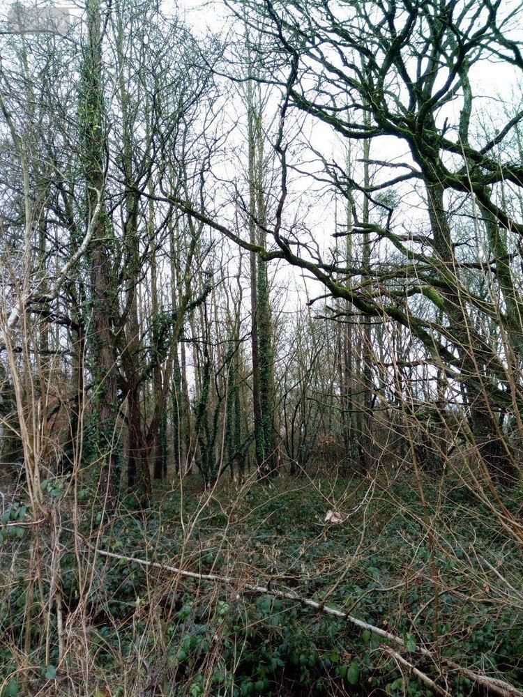 Divers a vendre Vimartin sur Orthe 53160 Mayenne  3600 euros