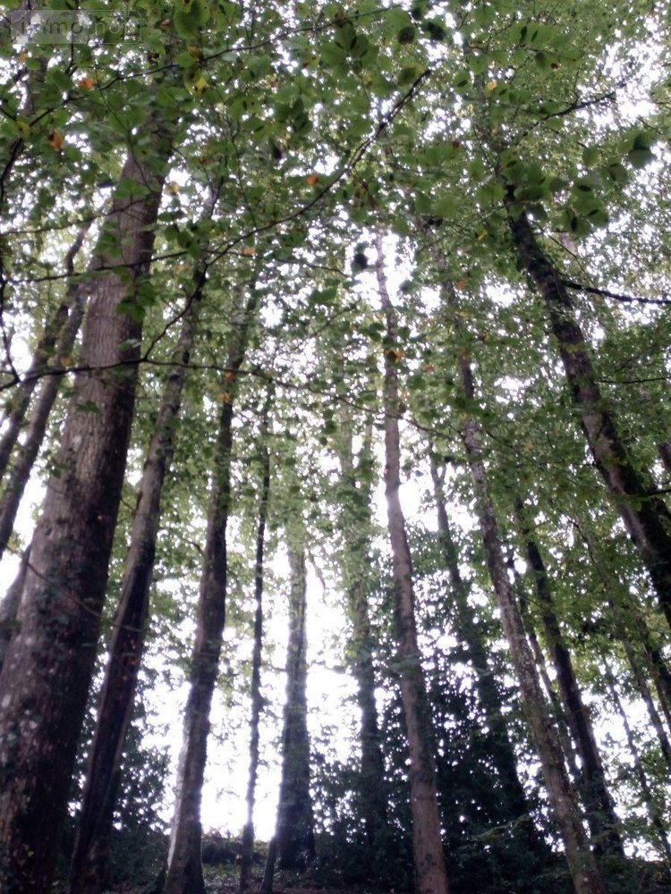 Terrains de loisirs bois etangs a vendre Saint-Thomas-de-Courceriers 53160 Mayenne 2193 m2  2700 euros