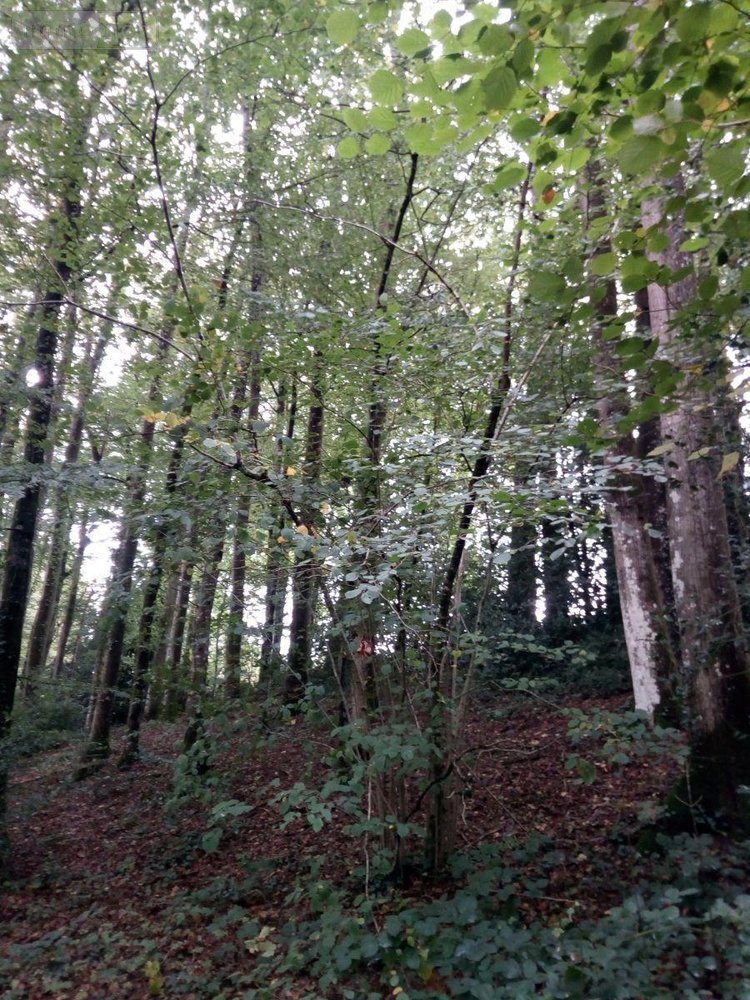 Terrains de loisirs bois etangs a vendre Saint-Thomas-de-Courceriers 53160 Mayenne 2193 m2  2700 euros