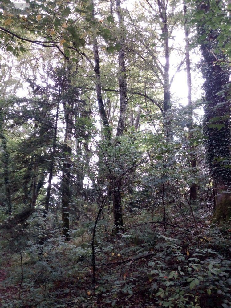 Terrains de loisirs bois etangs a vendre Saint-Thomas-de-Courceriers 53160 Mayenne 2193 m2  2700 euros