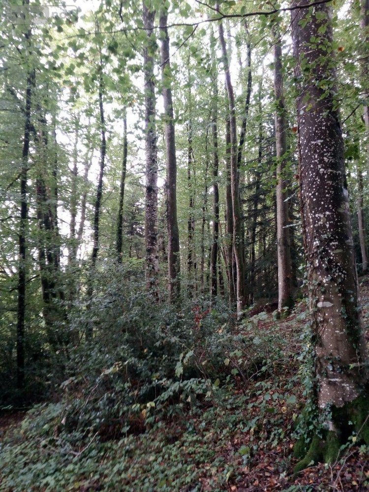 Terrains de loisirs bois etangs a vendre Saint-Thomas-de-Courceriers 53160 Mayenne 2193 m2  2700 euros