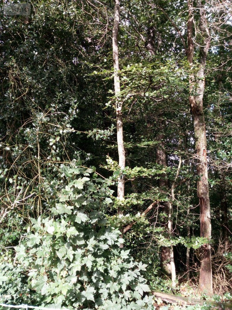 Terrains de loisirs bois etangs a vendre Saint-Thomas-de-Courceriers 53160 Mayenne 2193 m2  2700 euros