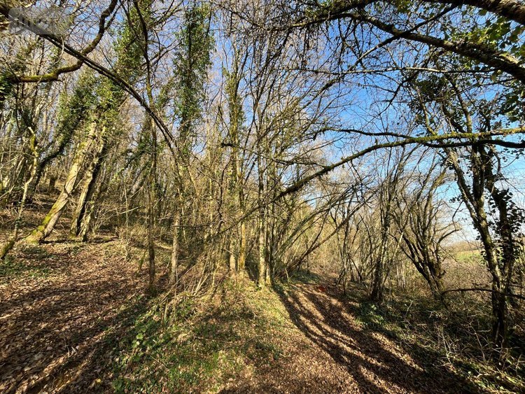 Terrain a batir a vendre Villemorien 10110 Aube 3107 m2  15500 euros