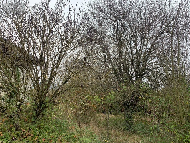 Maison a vendre Pellevoisin 36180 Indre 54 m2 3 pièces 59500 euros