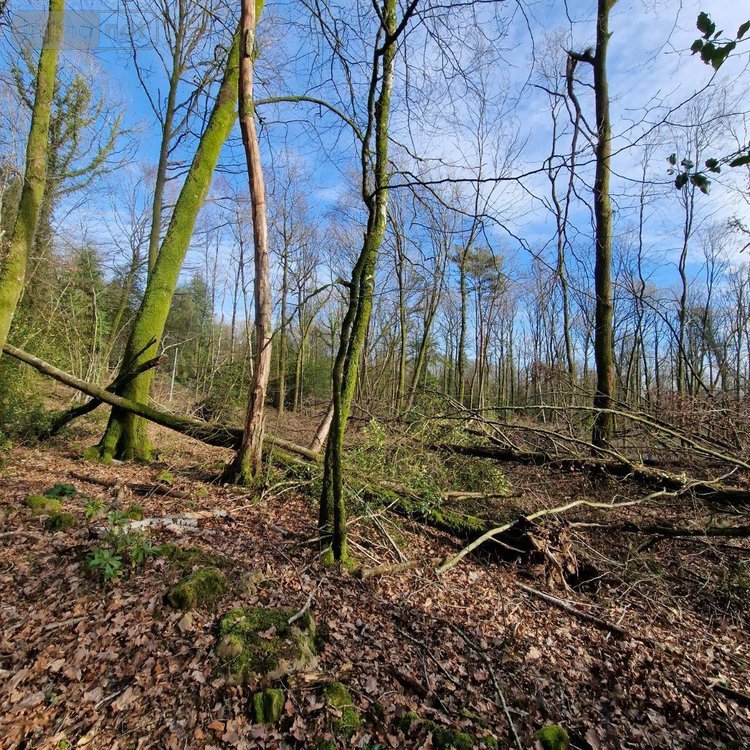 Terrains de loisirs bois etangs a vendre Rives-d'Andaine 61140 Orne 48797 m2  155250 euros