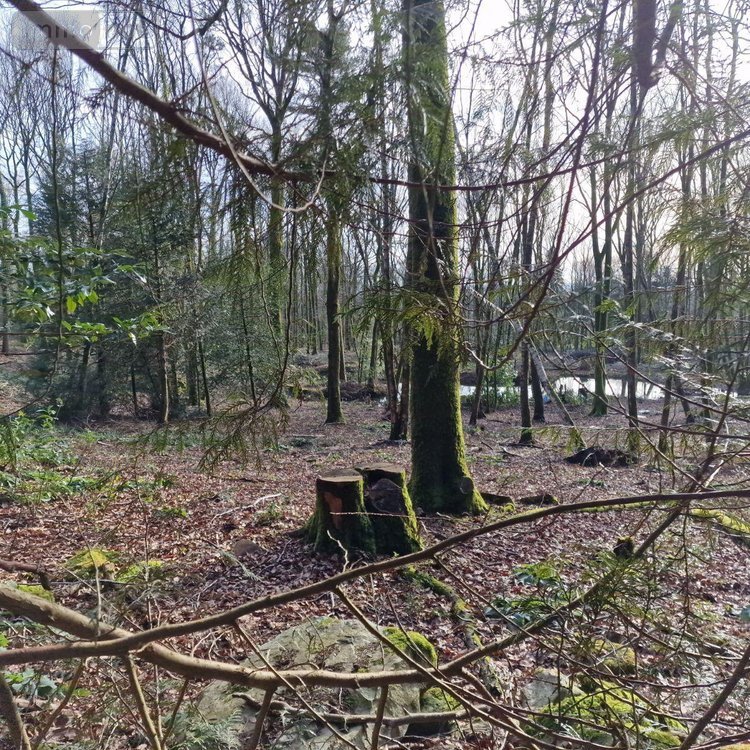 Terrains de loisirs bois etangs a vendre Rives-d'Andaine 61140 Orne 48797 m2  155250 euros