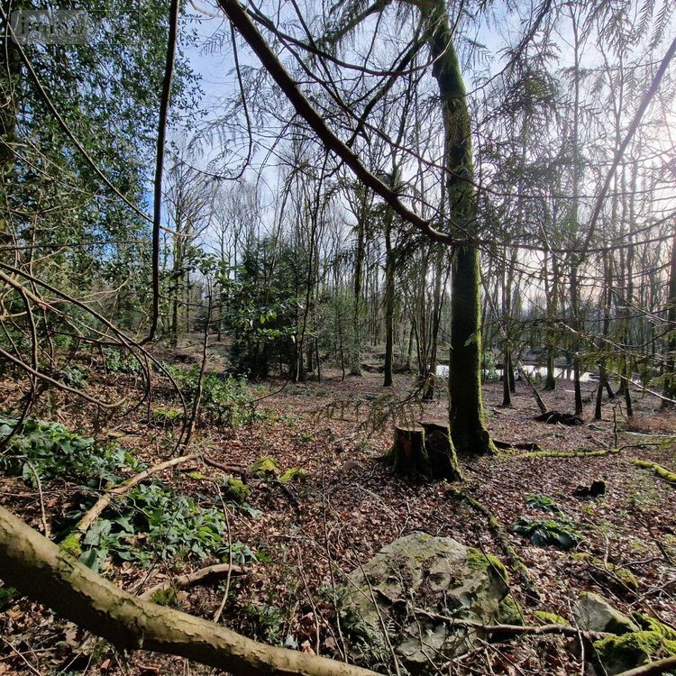 Terrains de loisirs bois etangs a vendre Rives-d'Andaine 61140 Orne 48797 m2  155250 euros