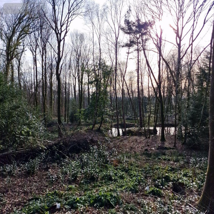 Terrains de loisirs bois etangs a vendre Rives-d'Andaine 61140 Orne 48797 m2  155250 euros