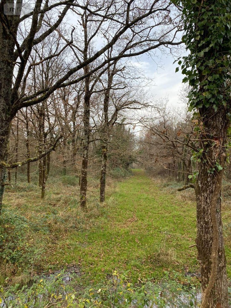 Terrains de loisirs bois etangs a vendre Saint-Michel-en-Brenne 36290 Indre 185567 m2  319000 euros