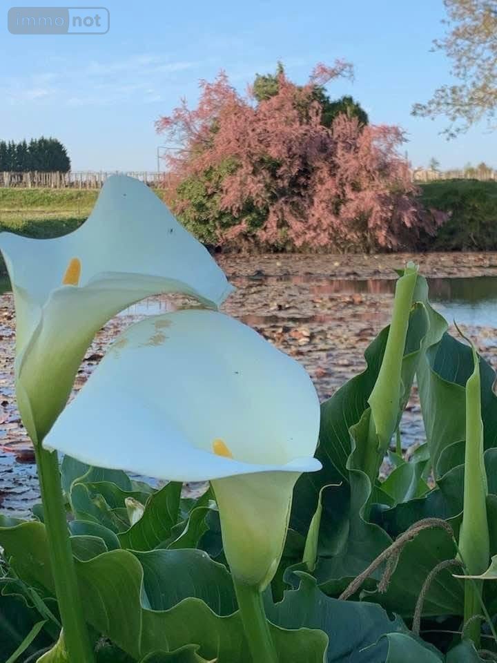 Maison a vendre Saint-Émilion 33330 Gironde 235 m2 7 pièces 1456000 euros