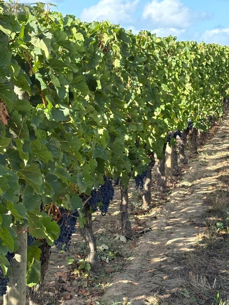 Maison a vendre Saint-Émilion 33330 Gironde 235 m2 7 pièces 1456000 euros