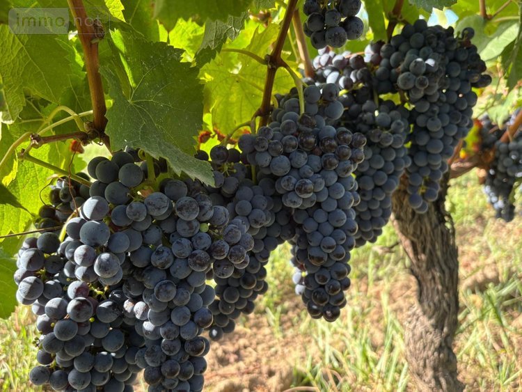 Maison a vendre Saint-Émilion 33330 Gironde 235 m2 7 pièces 1456000 euros