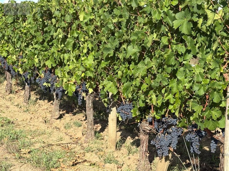 Maison a vendre Saint-Émilion 33330 Gironde 235 m2 7 pièces 1456000 euros