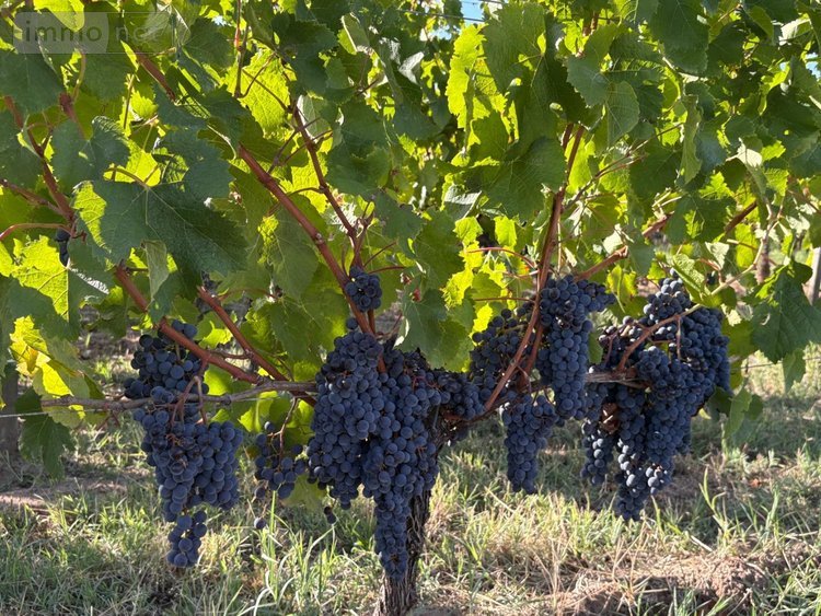 Maison a vendre Saint-Émilion 33330 Gironde 235 m2 7 pièces 1456000 euros