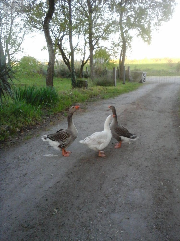 propriete a vendre Saint-Just-Luzac 17320 Charente-Maritime 100 m2 4 pièces 260000 euros