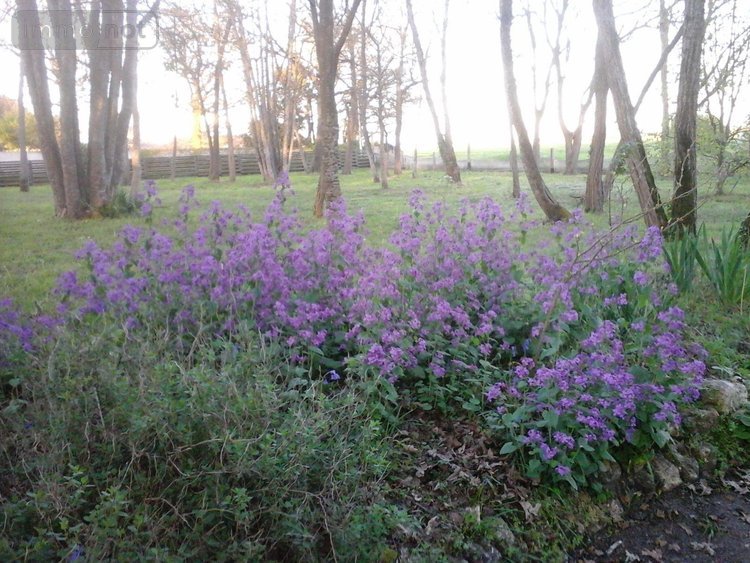 propriete a vendre Saint-Just-Luzac 17320 Charente-Maritime 100 m2 4 pièces 260000 euros