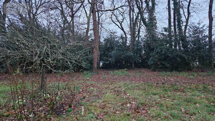 Terrain a batir a vendre Breuillet 17920 Charente-Maritime 1502 m2  115500 euros