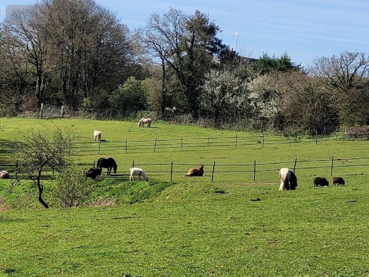 Maison a vendre Clohars-Carnoët 29360 Finistère 198 m2 10 pièces 805225 euros