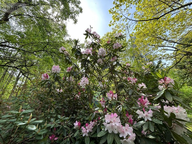 Maison a vendre Domfront-en-Champagne 72240 Sarthe 160 m2 5 pièces 325780 euros