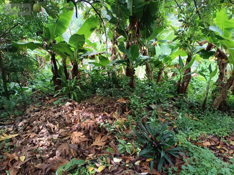 Maison a vendre Le Robert 97231 Martinique 3 pièces 77000 euros