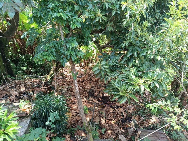 Maison a vendre Le Robert 97231 Martinique 3 pièces 77000 euros