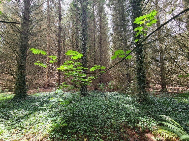 Maison a vendre Tressignaux 22290 Côtes-d'Armor 160 m2 8 pièces 396605 euros