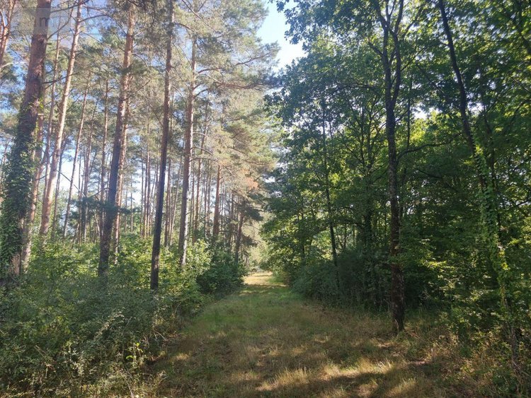 Terrains de loisirs bois etangs a vendre Veilleins 41230 Loir-et-Cher 25600 m2  79050 euros