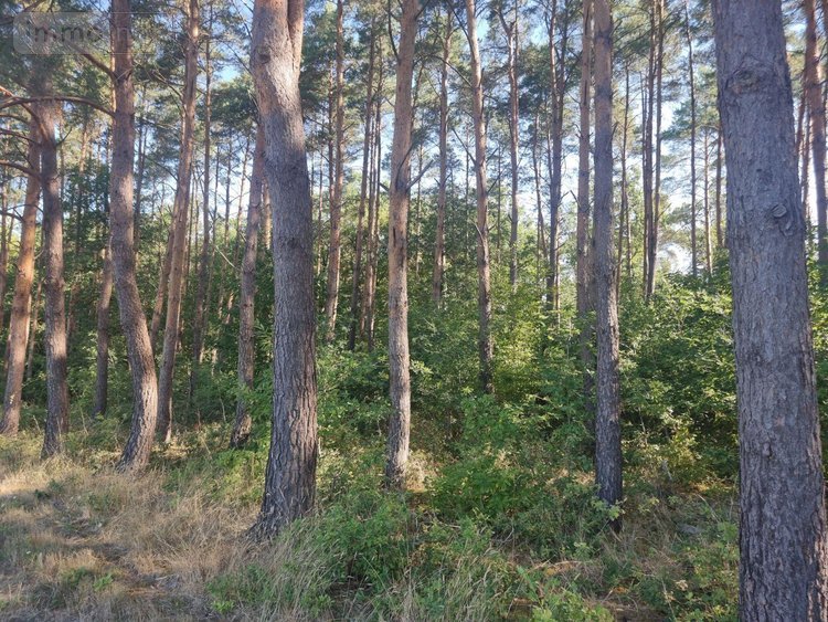 Terrains de loisirs bois etangs a vendre Veilleins 41230 Loir-et-Cher 25600 m2  79050 euros