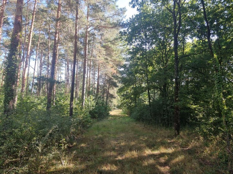 Terrains de loisirs bois etangs a vendre Veilleins 41230 Loir-et-Cher 25600 m2  79050 euros