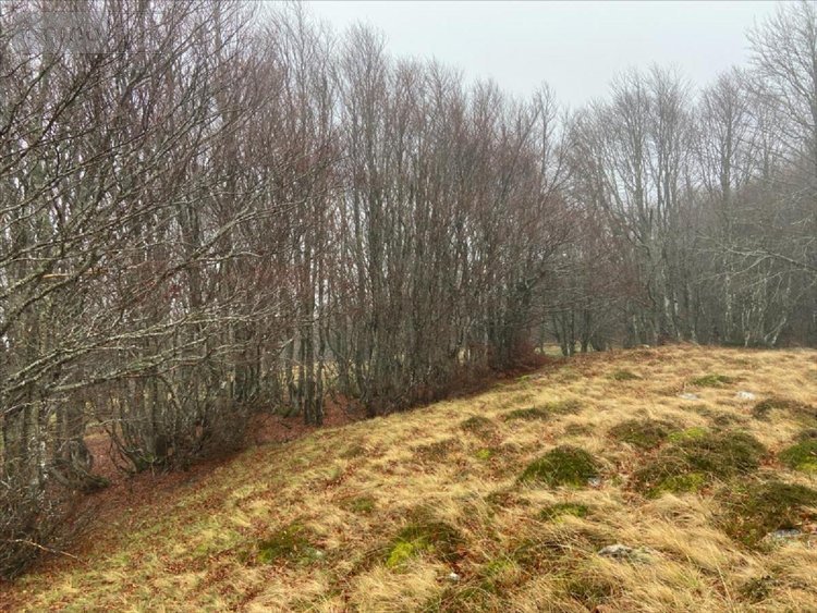 Bien agricole a vendre Collandres 15400 Cantal  777000 euros