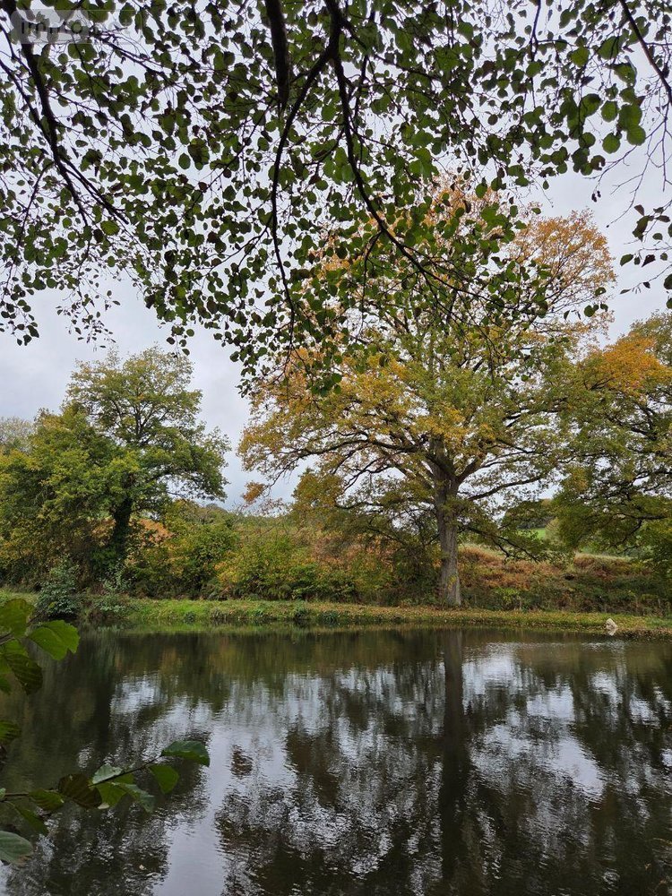 Terrains de loisirs bois etangs a vendre Vimartin sur Orthe 53160 Mayenne 6031 m2  26500 euros