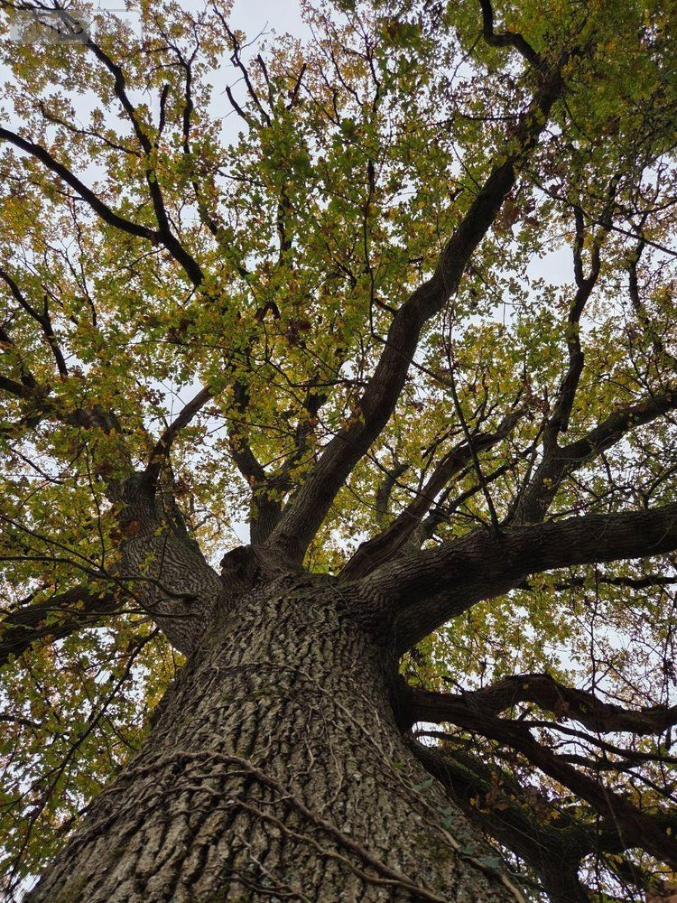 Terrains de loisirs bois etangs a vendre Vimartin sur Orthe 53160 Mayenne 6031 m2  26500 euros