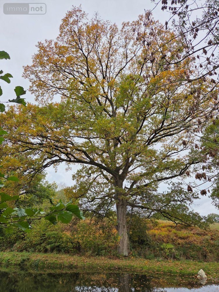 Terrains de loisirs bois etangs a vendre Vimartin sur Orthe 53160 Mayenne 6031 m2  26500 euros