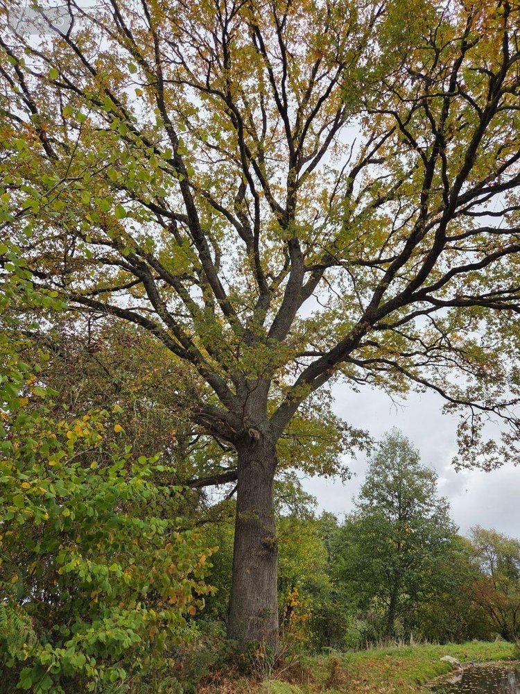 Terrains de loisirs bois etangs a vendre Vimartin sur Orthe 53160 Mayenne 6031 m2  26500 euros