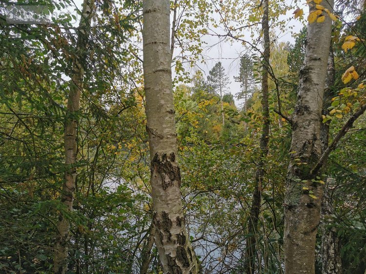 Terrains de loisirs bois etangs a vendre Vailly-sur-Aisne 02370 Aisne 22421 m2  89250 euros