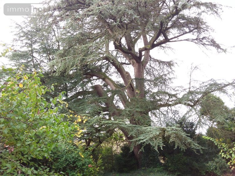 propriete a vendre Cour-Cheverny 41700 Loir-et-Cher 256 m2 11 pièces 420000 euros