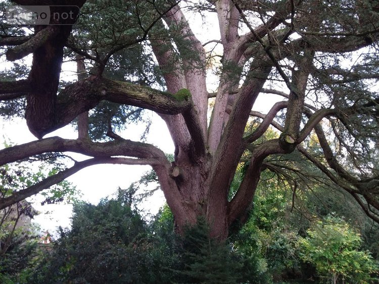 propriete a vendre Cour-Cheverny 41700 Loir-et-Cher 256 m2 11 pièces 444968 euros