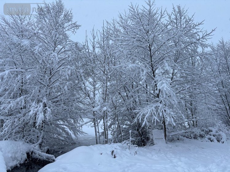 Terrains de loisirs bois etangs a vendre Le Val-d'Ajol 88340 Vosges 25021 m2  126540 euros