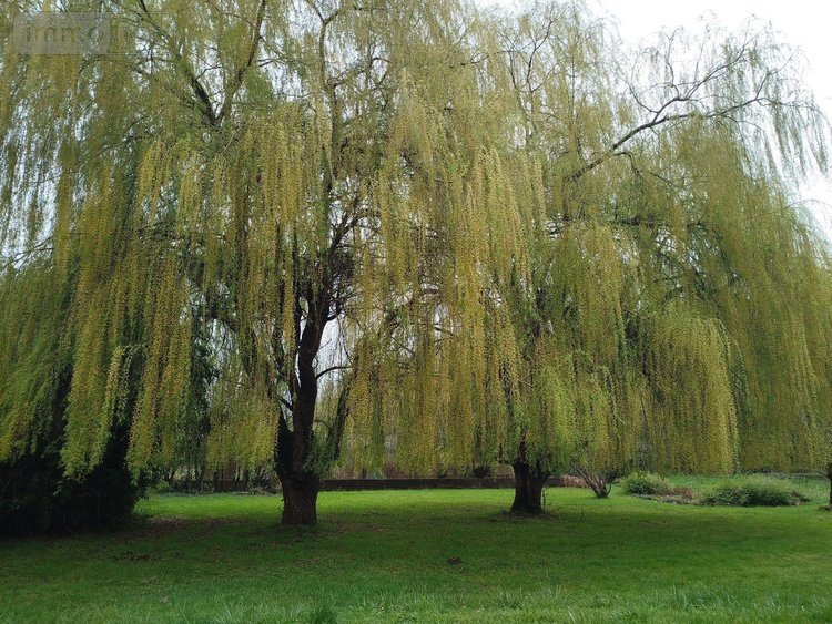 propriete a vendre Écommoy 72220 Sarthe 500 m2  1522500 euros