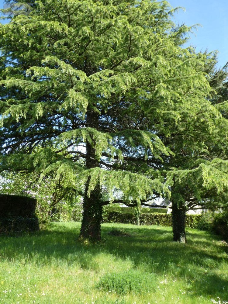 Maison a vendre Amboise 37400 Indre-et-Loire 76 m2  365690 euros