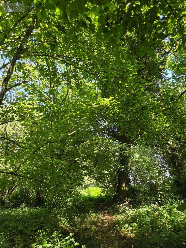 Terrains de loisirs bois etangs a vendre Saint-Léonard-des-Bois 72130 Sarthe 15320 m2  31800 euros