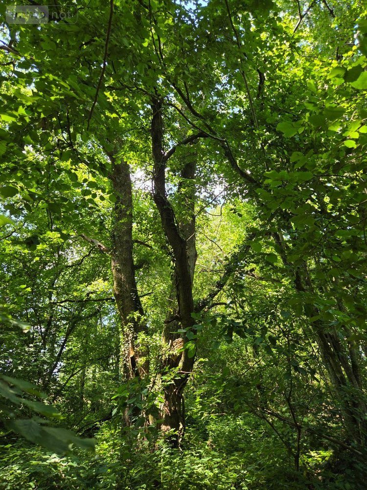 Terrains de loisirs bois etangs a vendre Saint-Léonard-des-Bois 72130 Sarthe 15320 m2  31800 euros
