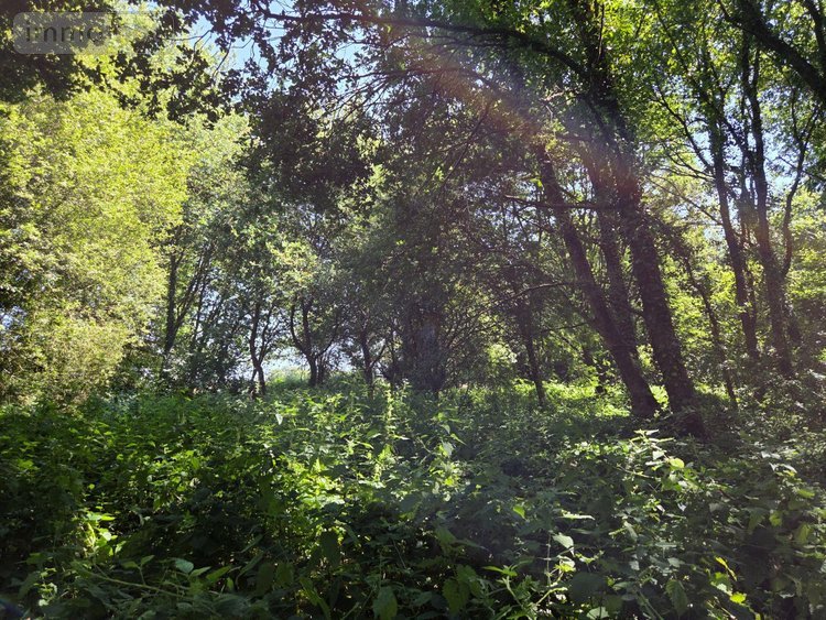 Terrains de loisirs bois etangs a vendre Saint-Léonard-des-Bois 72130 Sarthe 15320 m2  31800 euros