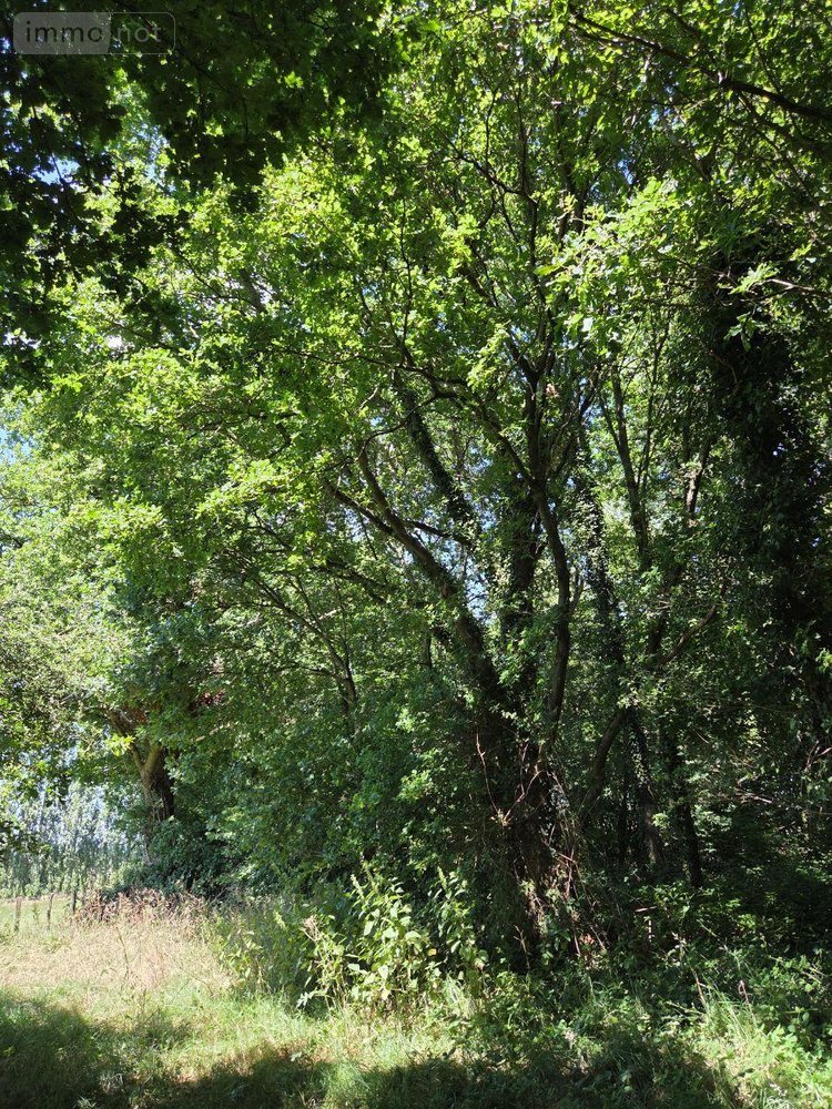 Terrains de loisirs bois etangs a vendre Saint-Léonard-des-Bois 72130 Sarthe 15320 m2  31800 euros