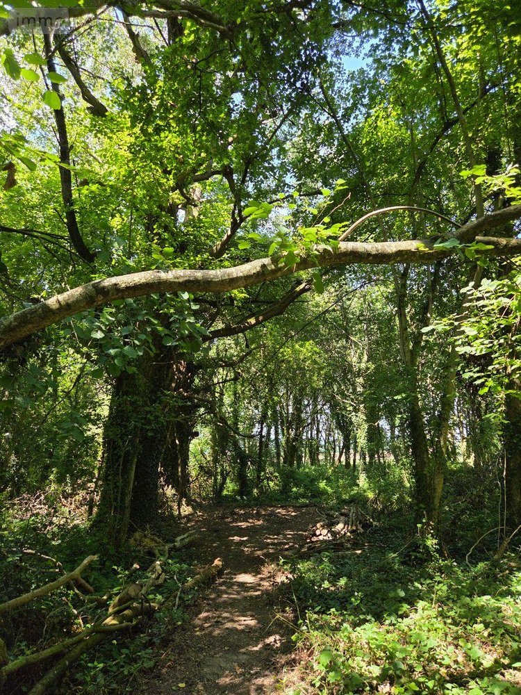 Terrains de loisirs bois etangs a vendre Saint-Léonard-des-Bois 72130 Sarthe 15320 m2  31800 euros